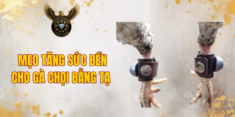 Mẹo tăng sức bền cho gà chọi bằng tạ