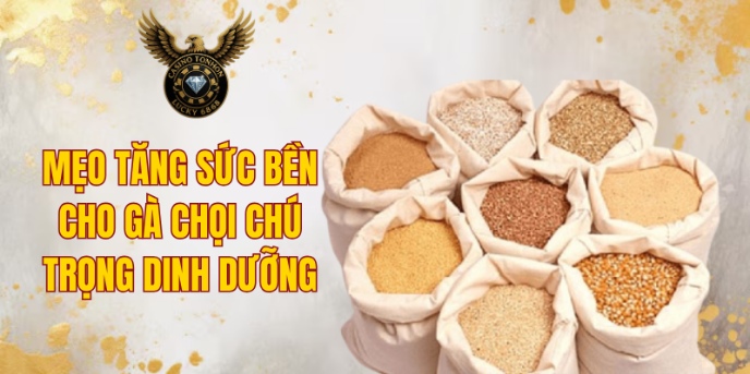Mẹo tăng sức bền cho gà chọi chú trọng nguồn dinh dưỡng