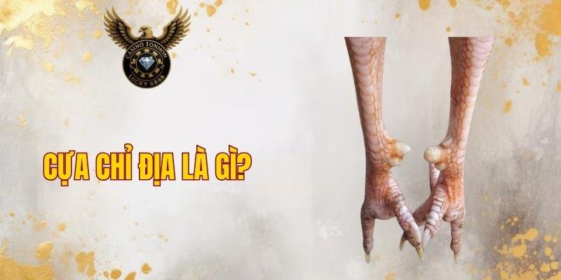 Cựa Chỉ Địa là gì?