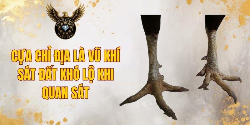 Cựa Chỉ Địa là vũ khí sát đất khó lộ khi quan sát