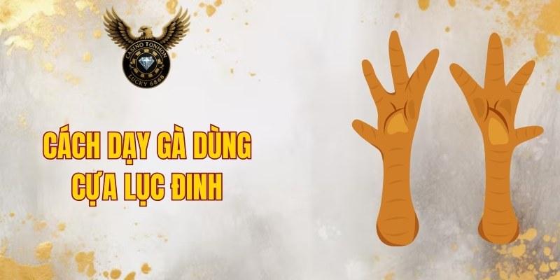 Cách dạy gà dùng cựa lục đinh