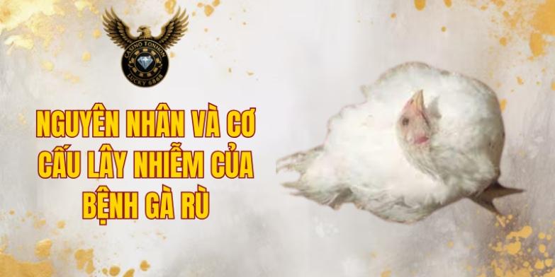 Nguyên nhân và cơ cấu lây nhiễm của bệnh gà rù