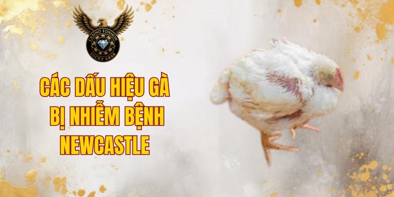 Các dấu hiệu gà bị nhiễm bệnh Newcastle