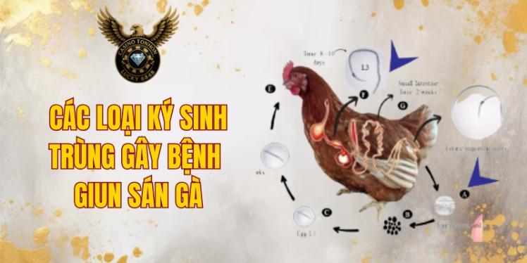 Các loại ký sinh trùng gây bệnh giun sán gà