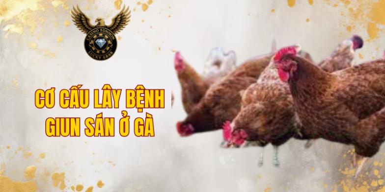 Cơ cấu lây bệnh giun sán ở gà
