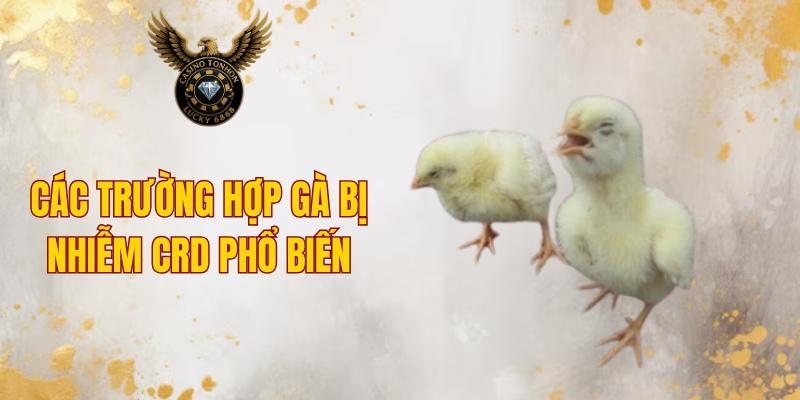 Các trường hợp gà bị nhiễm CRD phổ biến